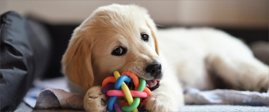 Keeping Your Pets Entertained (and Out of Trouble) While You're at Work