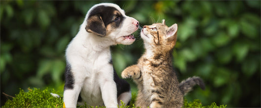 The Joys and Challenges of Owning Both a Dog and a Cat