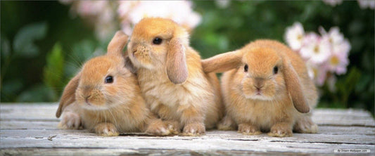 So You’ve Got a New Bunny: Here’s What You Need to Know